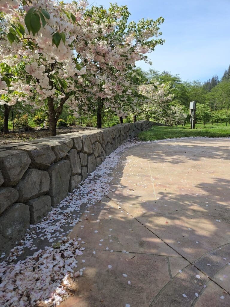 Retaining Wall with flowering trees behind